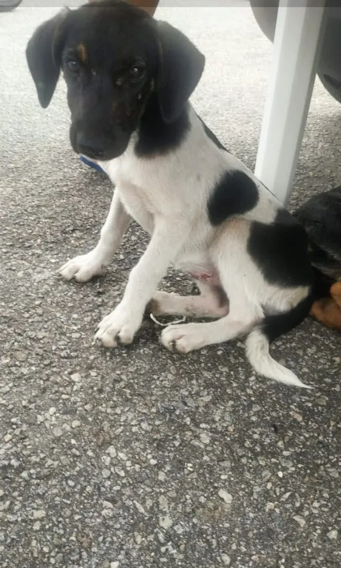 Cachorro ra a SRD idade 2 a 6 meses nome Gabbana