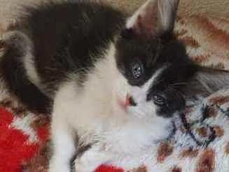 Gato raça SRD idade 2 a 6 meses nome MILA