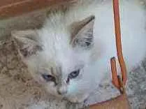 Gato raça SRD idade 2 a 6 meses nome MAJU