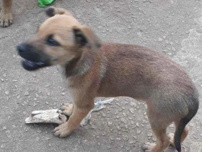 Cachorro ra a São misturados vira-lata idade 7 a 11 meses nome 3 irmãos 