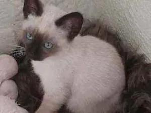 Gato raça SRD idade 2 a 6 meses nome HERMES