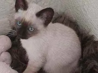 Gato raça SRD idade 2 a 6 meses nome HERMES