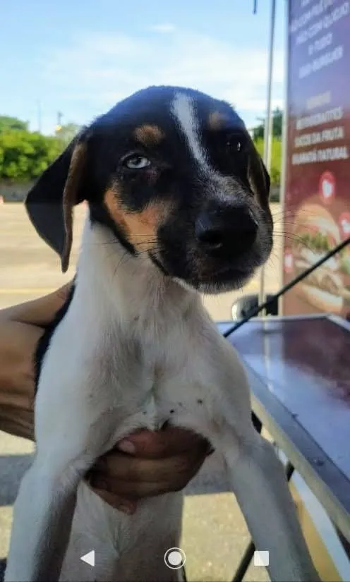 Cachorro ra a SRD idade 2 a 6 meses nome Prada