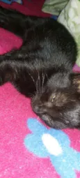 Gatinha