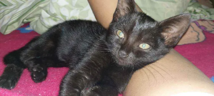 Gato ra a Vira lata  idade Abaixo de 2 meses nome Gatinha 