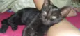 Gatinha