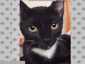 Gato raça SRD idade 2 a 6 meses nome LORD