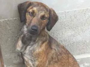 Cachorro raça vira-lata idade 1 ano nome Amora