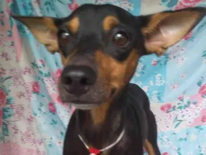Cachorro raça SRD idade 4 anos nome Prince