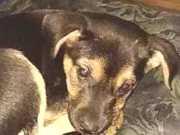 Cachorro raça SRD idade 2 a 6 meses nome DANDARA