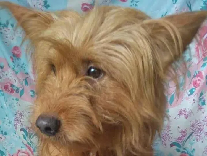 Cachorro ra a SRD idade 1 ano nome Hunk