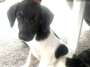 Cachorro raça SRD idade 2 a 6 meses nome Gabbana