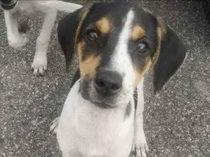 Cachorro ra a SRD idade 2 a 6 meses nome Dolce