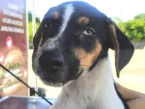 Cachorro raça SRD idade 2 a 6 meses nome Prada