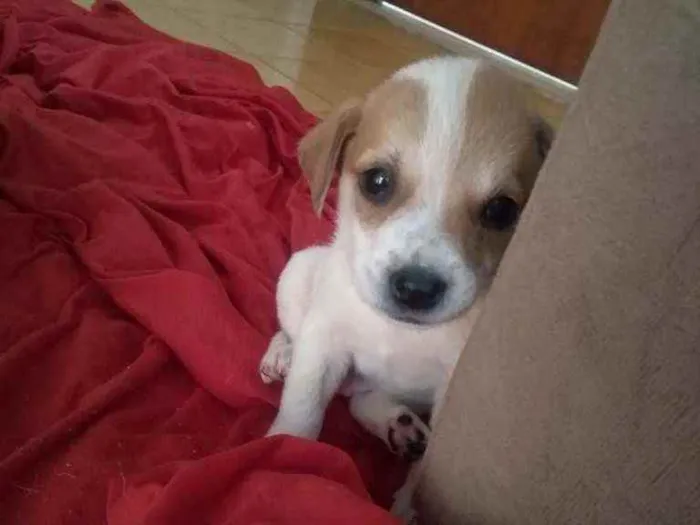 Cachorro ra a Terrier Brasileiro idade Abaixo de 2 meses nome Jorge