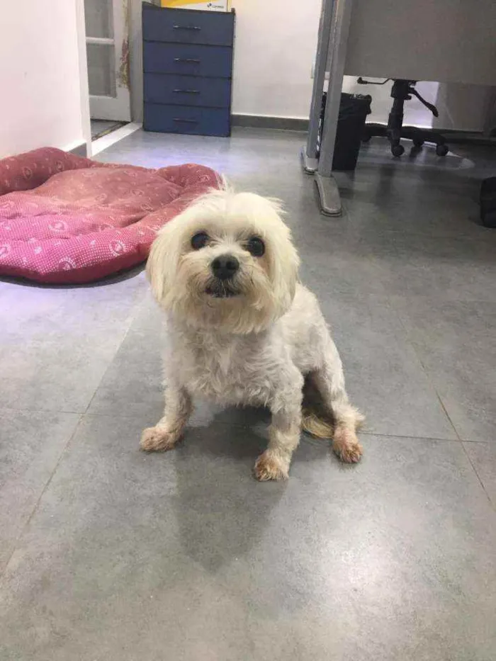 Cachorro raça  idade 5 anos nome Alfredo 