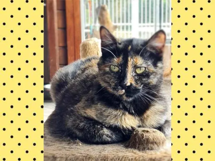 Gato ra a srd idade 7 a 11 meses nome KOLA