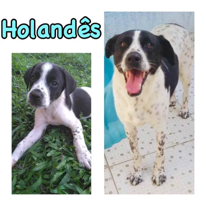 Cachorro ra a SRD-ViraLata idade 6 ou mais anos nome HOLANDÊS
