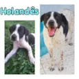 HOLANDÊS