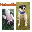 HOLÂNDES