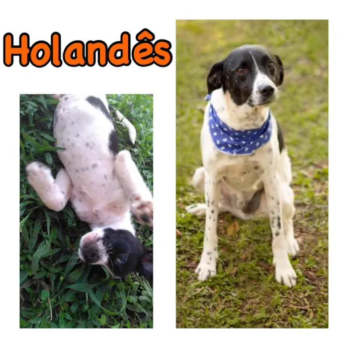 Cachorro ra a SRD-ViraLata idade 6 ou mais anos nome HOLÂNDES