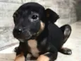 Cachorro raça  idade 2 a 6 meses nome Filhotes  Val