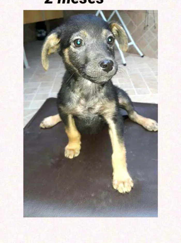 Cachorro raça  idade 2 a 6 meses nome Filhotes  Val