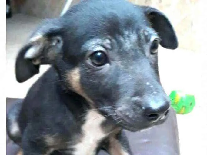 Cachorro raça  idade 2 a 6 meses nome Filhotes  Val