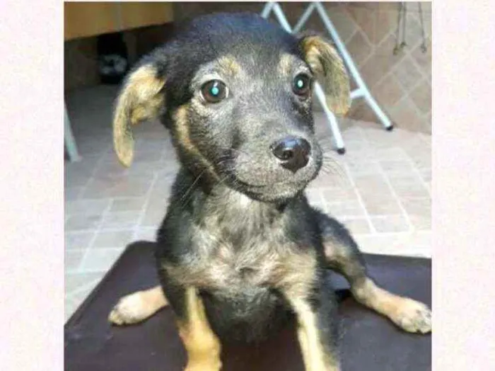 Cachorro raça  idade 2 a 6 meses nome Filhotes  Val