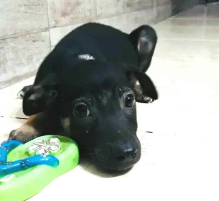 Cachorro raça  idade 2 a 6 meses nome Filhotes  Val