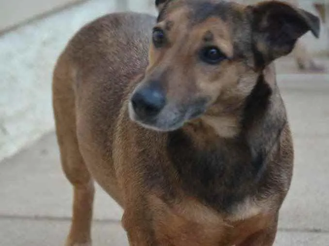 Cachorro ra a  idade 4 anos nome Toni 