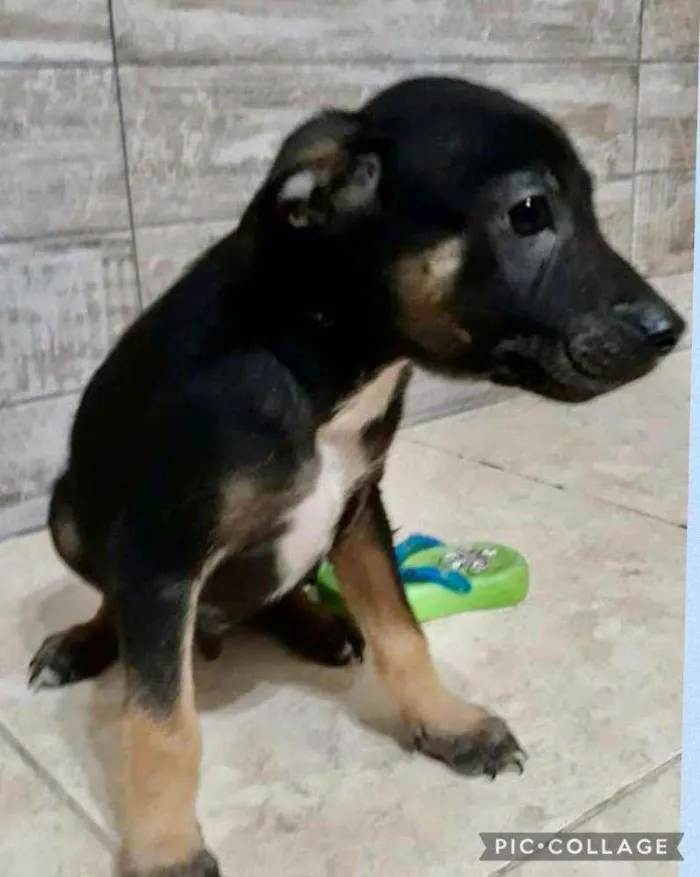Cachorro raça  idade 2 a 6 meses nome Filhotes  Val