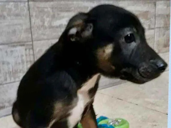 Cachorro raça  idade 2 a 6 meses nome Filhotes  Val