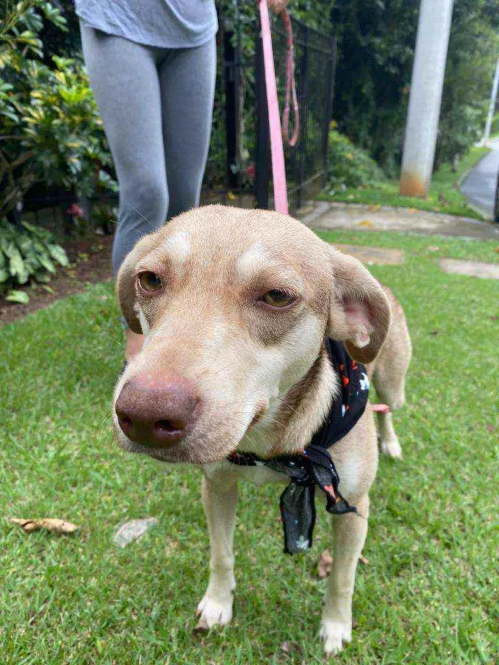 Cachorro raça  idade 2 anos nome Duda 