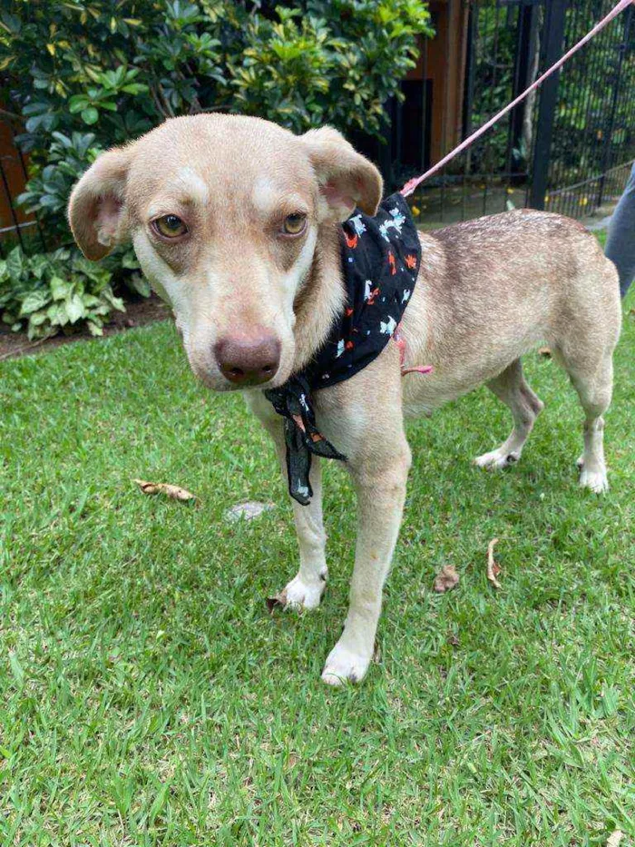 Cachorro raça  idade 2 anos nome Duda 