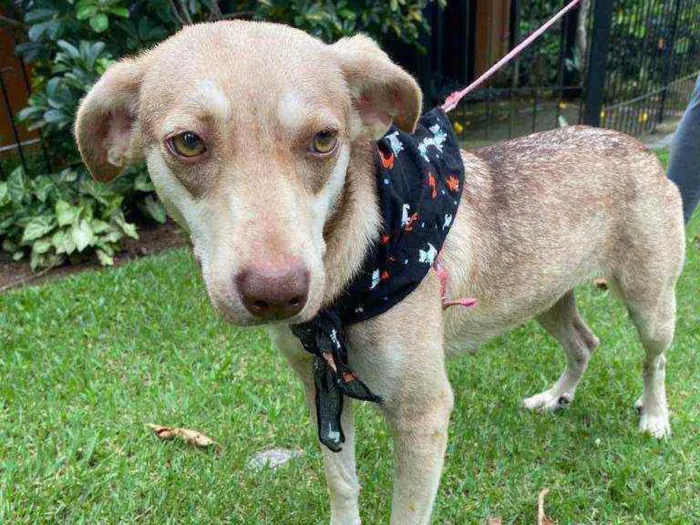 Cachorro raça  idade 2 anos nome Duda 