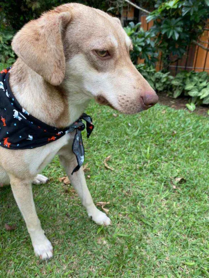 Cachorro raça  idade 2 anos nome Duda 