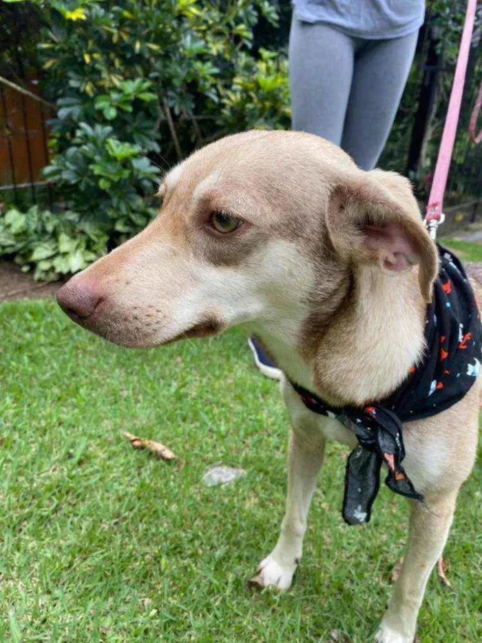 Cachorro raça  idade 2 anos nome Duda 