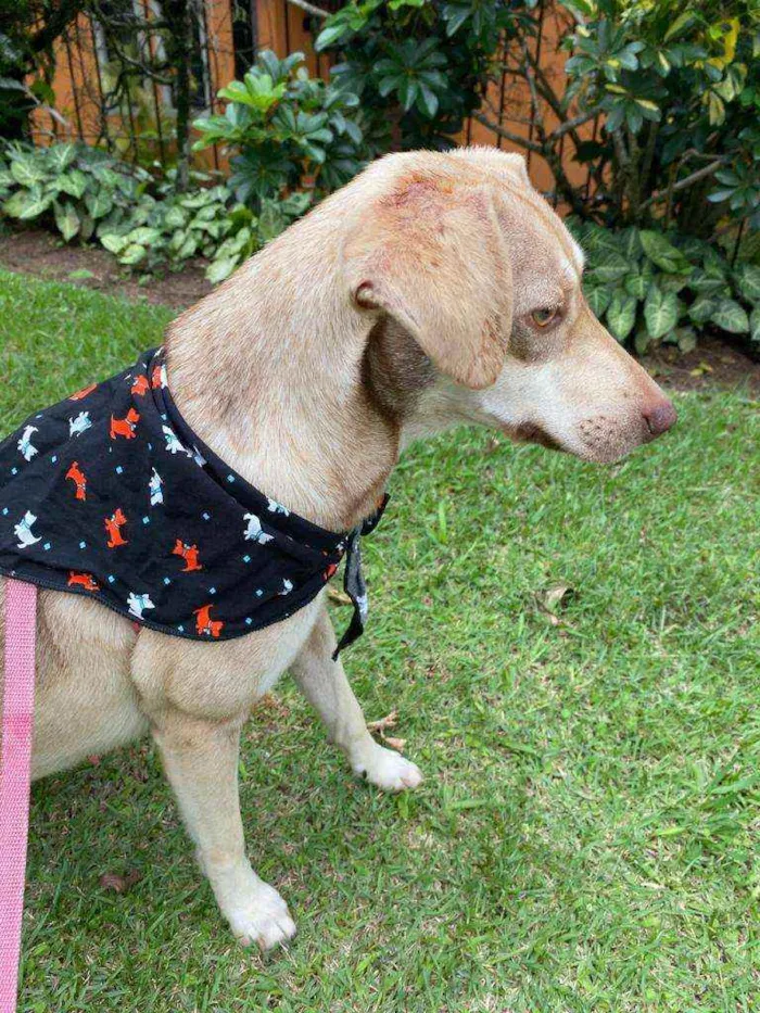 Cachorro raça  idade 2 anos nome Duda 