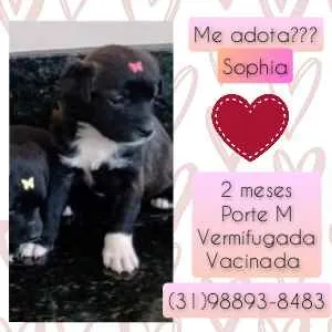 Cachorro raça SRD idade 2 a 6 meses nome Sophia