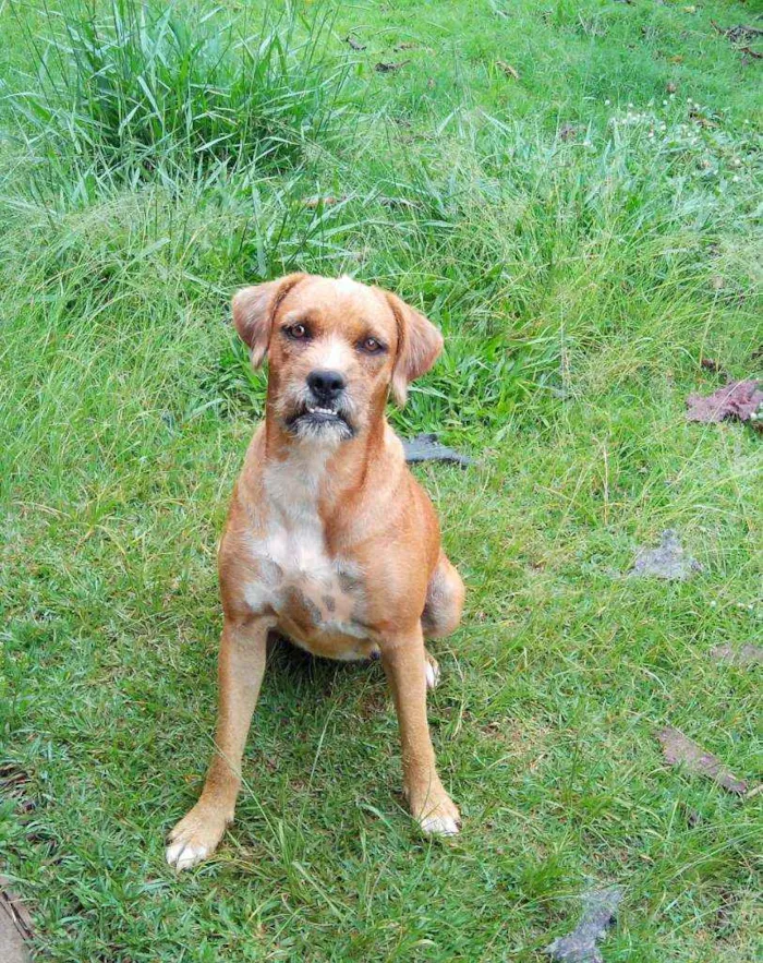 Cachorro ra a Srd idade 6 ou mais anos nome Teca