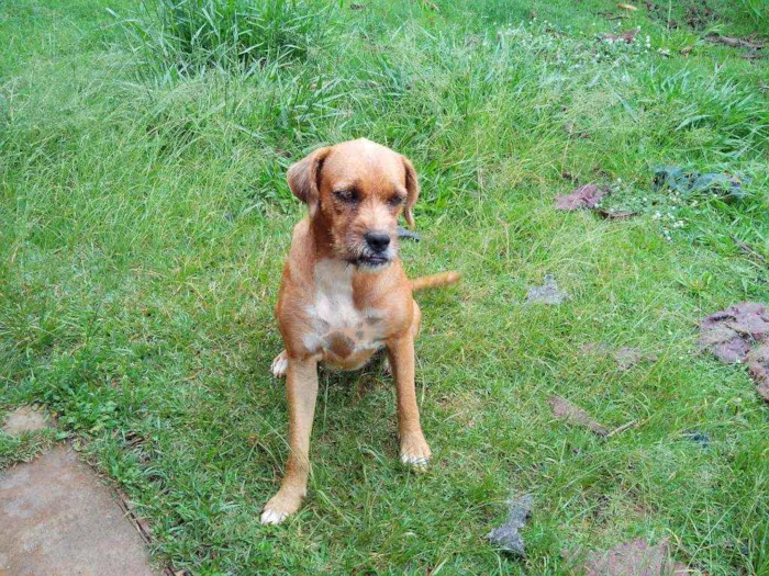 Cachorro ra a Srd idade 6 ou mais anos nome Teca