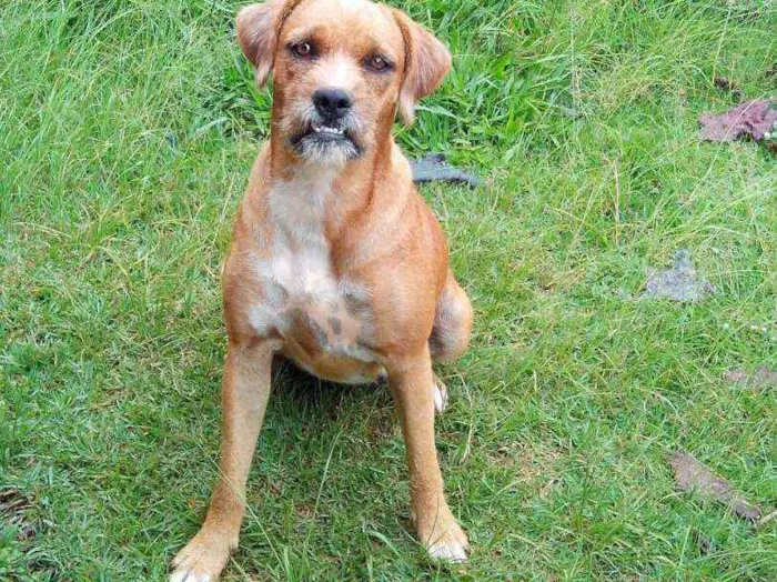 Cachorro ra a Srd idade 6 ou mais anos nome Teca