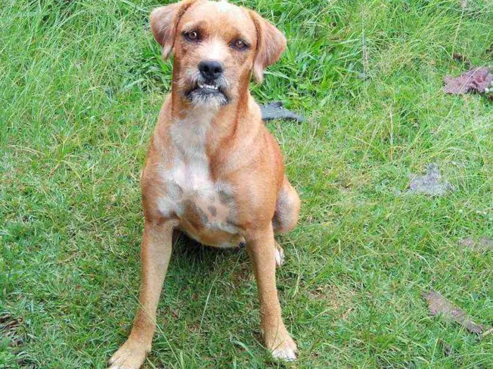 Cachorro ra a Srd idade 6 ou mais anos nome Teca