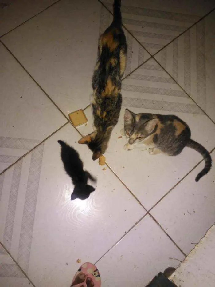 Gato ra a Indefinida idade 2 a 6 meses nome Não tem