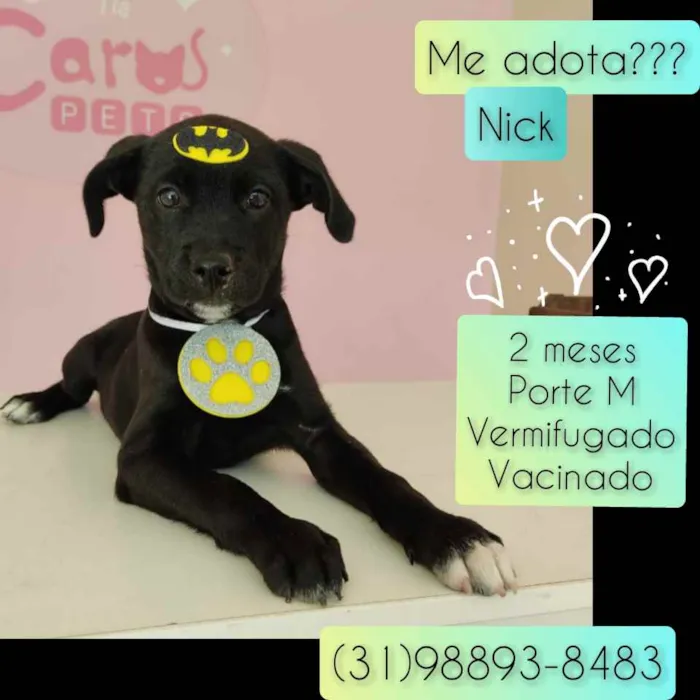 Cachorro raça SRD idade 2 a 6 meses nome Nick 