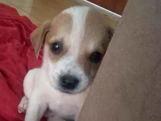 Cachorro ra a Terrier Brasileiro idade Abaixo de 2 meses nome Jorge