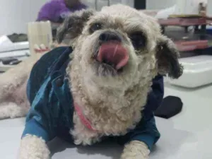 Cachorro raça  idade 5 anos nome Pedrita
