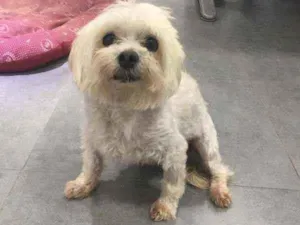 Cachorro raça  idade 5 anos nome Alfredo 