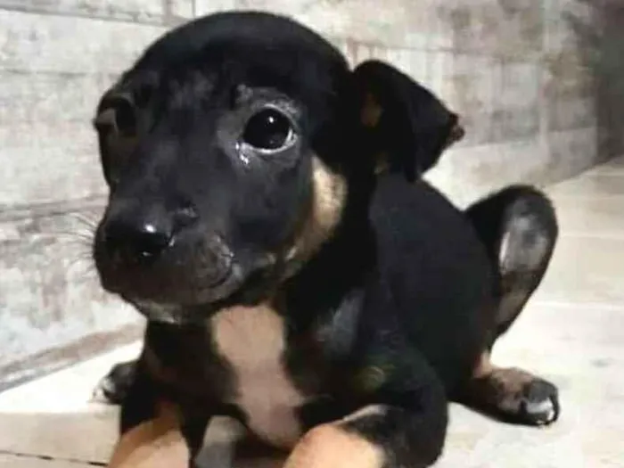 Cachorro raça  idade 2 a 6 meses nome Filhotes  Val